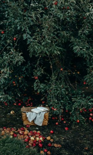 liana-mikah-YJWcZkXlGlI-unsplash